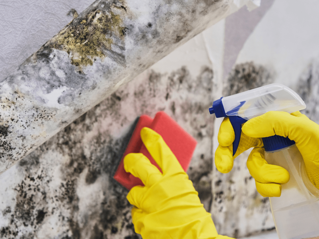 Mould cleaning remediation